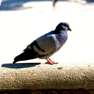 A gray pigeon with an iridescent purple neck and red feet standing on a sunlit stone ledge, casting a long shadow to the left.