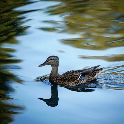 A mottled brown duck swimming across blue water, its head and body reflected beneath it among ripples and green reflections.